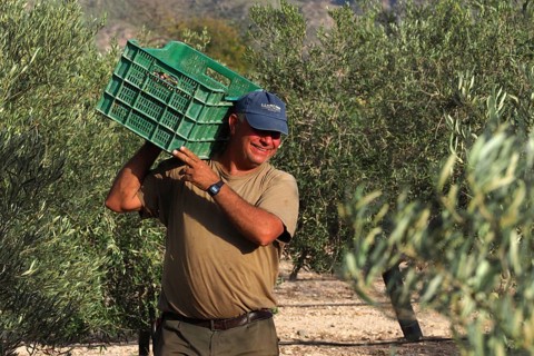 Olive harvest