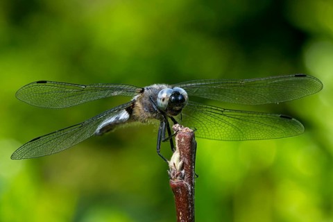 Black-tailed skimmer