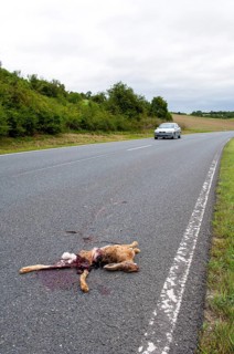 Road Kill