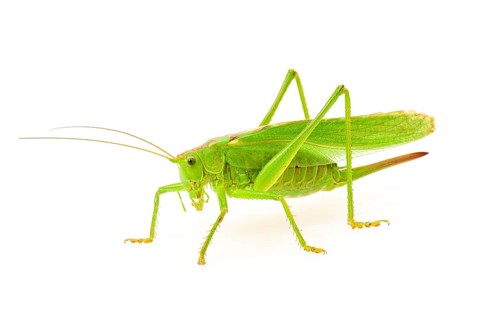 Green grasshopper