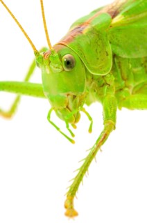 Green grasshopper