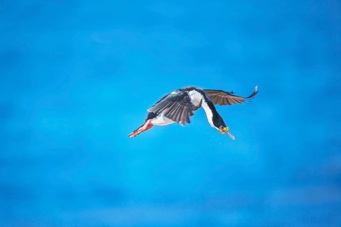 Imperial shag