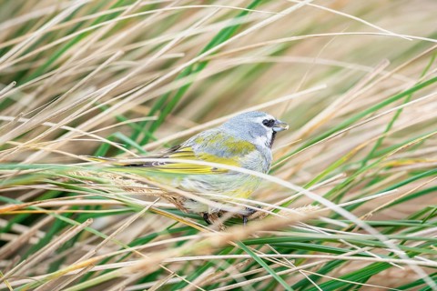 white-bridled finch