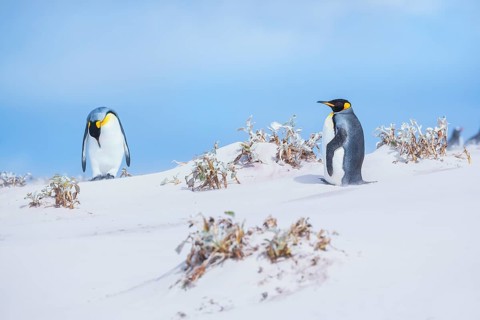King penguins