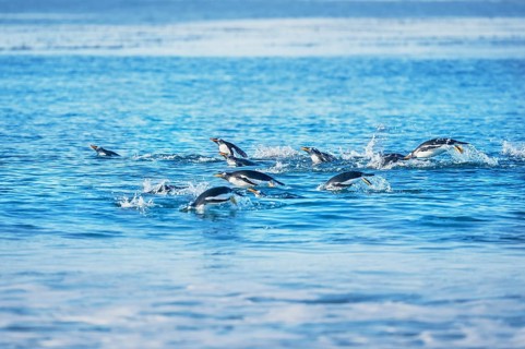 Gentoo penguins