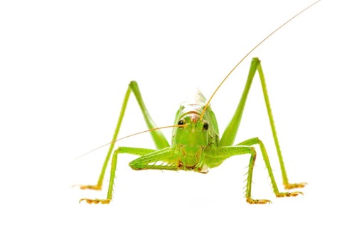 Green grasshopper