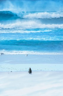 Gentoo Penguin