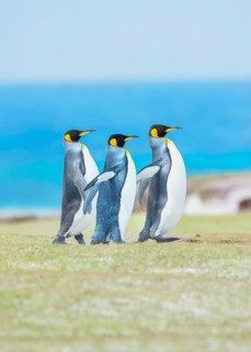King penguins