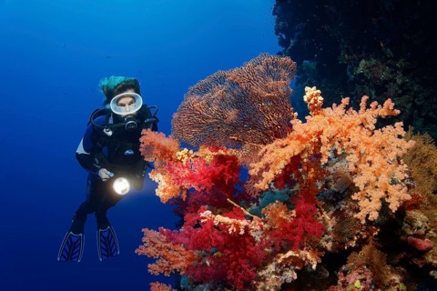 Diver on coral reef wall looking at multicoloured klunzinger's soft coral