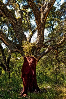 Cork oak forests around Tempio Pausania
