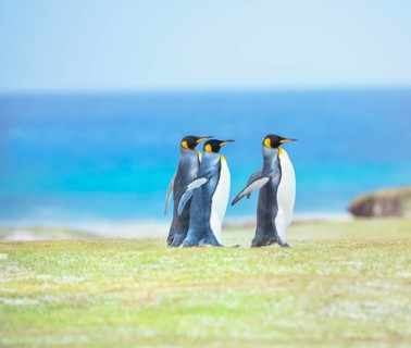 King penguins