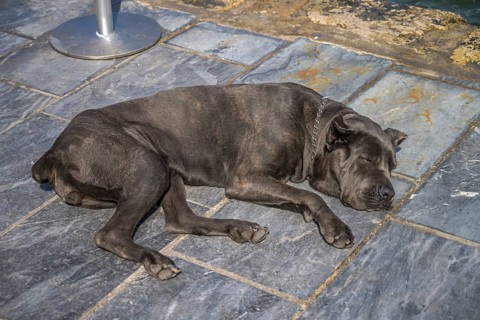 Dog nap