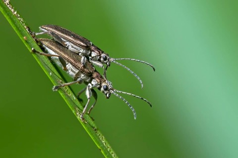 Plateumaris sericea