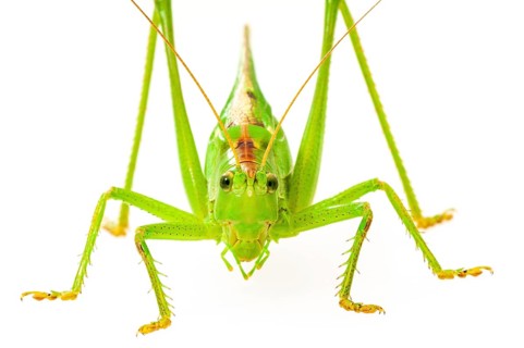 Green grasshopper