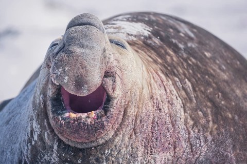 Southern elephant seal