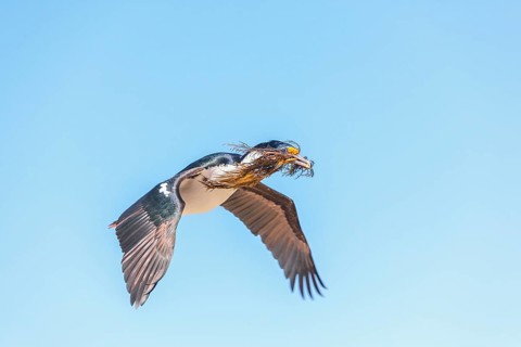 Imperial shag