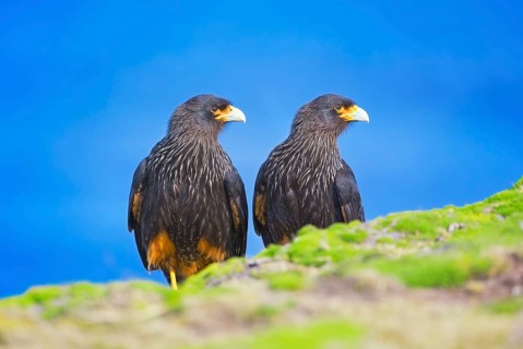 Striated Caracara