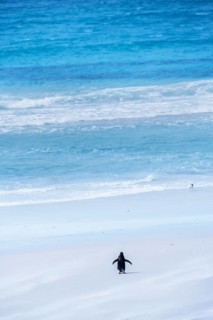 Gentoo Penguin
