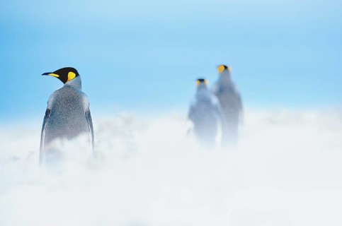 King Penguins