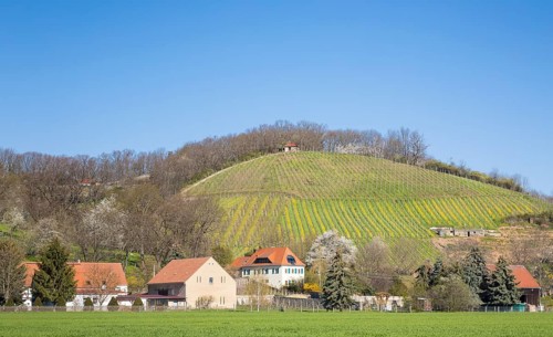 Vineyard on the German Bosel with the village of Soernewitz