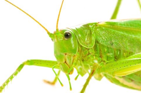 Green grasshopper
