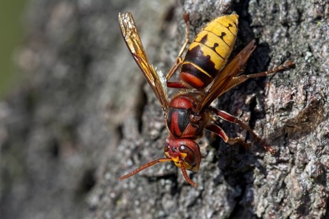 European hornet