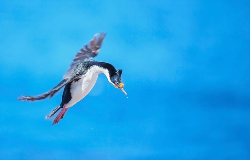 Imperial shag