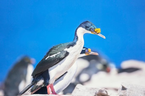 Imperial shags