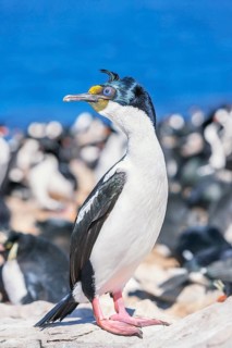 Imperial shags