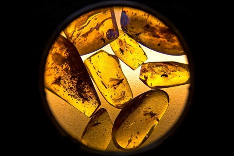 Amber with inclusions