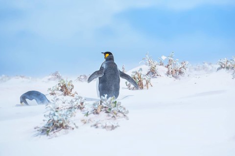 King penguins