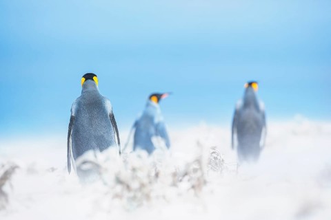 King penguins