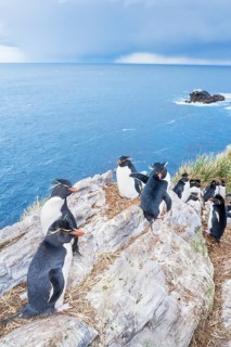 Group of rockhopper penguins