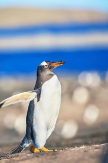 Gentoo penguin