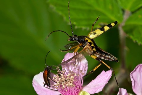 Spotted longhorn