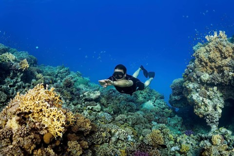 Apnoea diver
