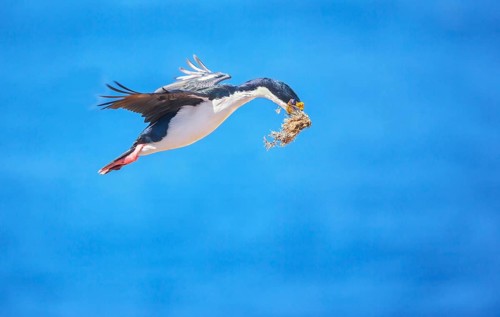 Imperial shag
