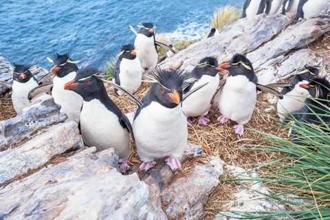 Group of rockhopper penguins