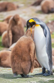 An adult King penguin
