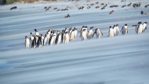 Gentoo Penguins