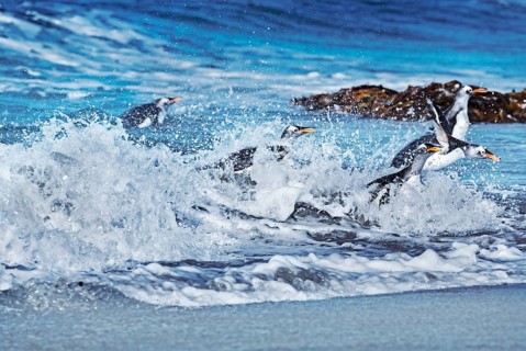 Gentoo penguins