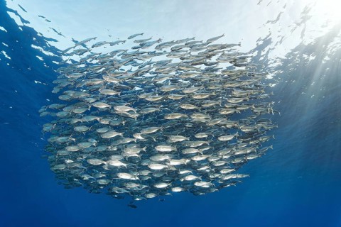 Shoal of five-striped tails