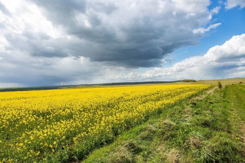 Rain clouds passing over crop yellow flowers oiled seed rape