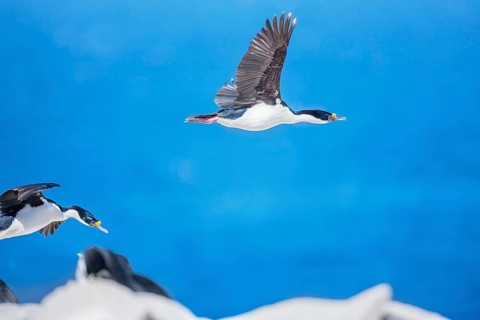 Imperial shag