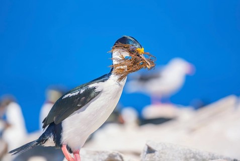 Imperial shag