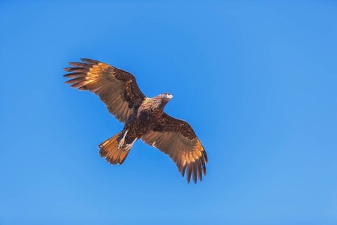 Striated Caracara