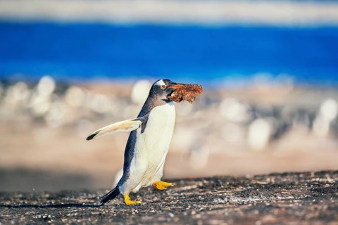 Gentoo penguin