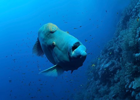 Humphead wrasse