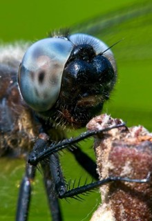Black-tailed skimmer