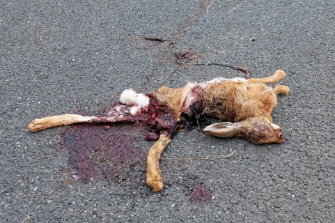 Road Kill